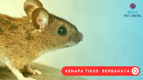 Tips dan Trik agar tikus tidak menggangu kenyamanan anda